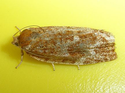 Jackpine Budworm Moth