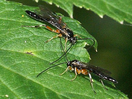 Pimplini (male)