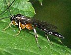 Pimplini