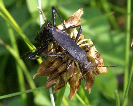 Broad-headed Bugs