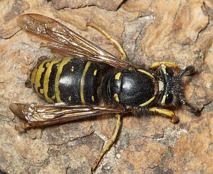 Forest Yellowjacket